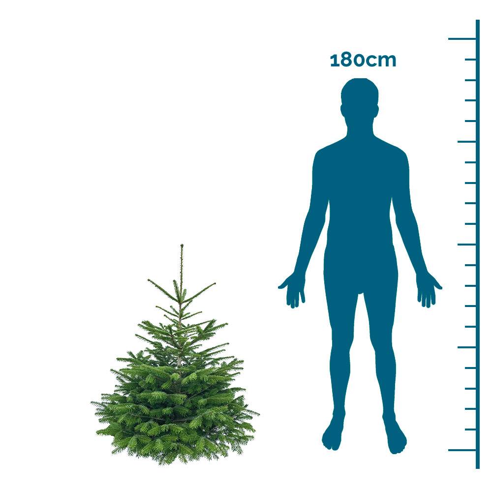 Mini-Nordmanntanne als Weihnachtbaum | Weihnachtsbaum online kaufen