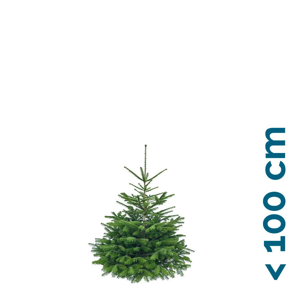 Mini-Nordmanntanne als Weihnachtbaum | Weihnachtsbaum online kaufen | Echte Weihnachtsbäume